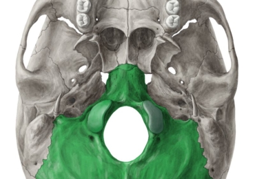 Osso occipital